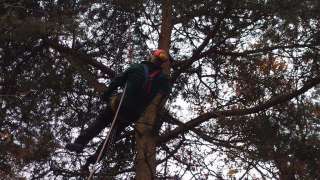 Bomen rooien Eindhoven verwijderen van bomen en stronken frezen 